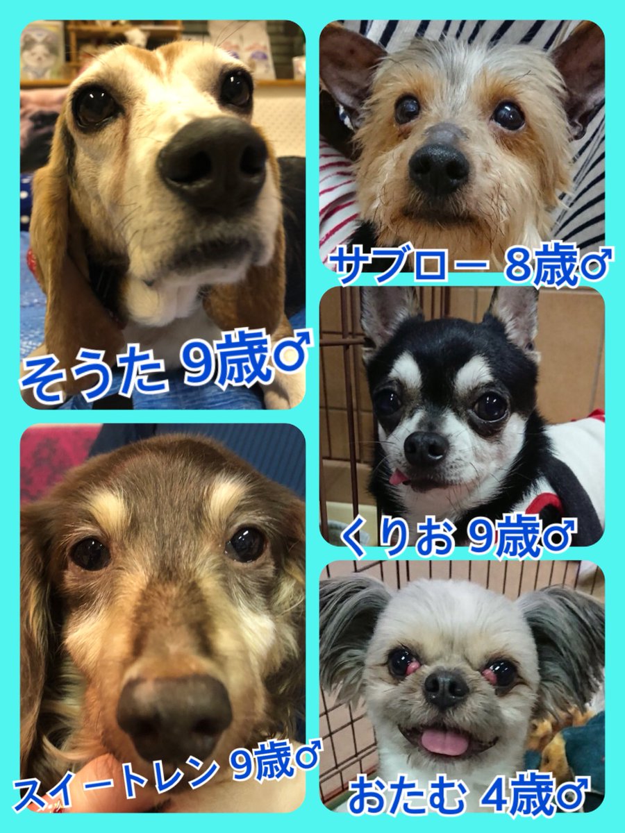 🐾今日の里親様募集中ワンコ🐶メンバーです🐾2019,5,2